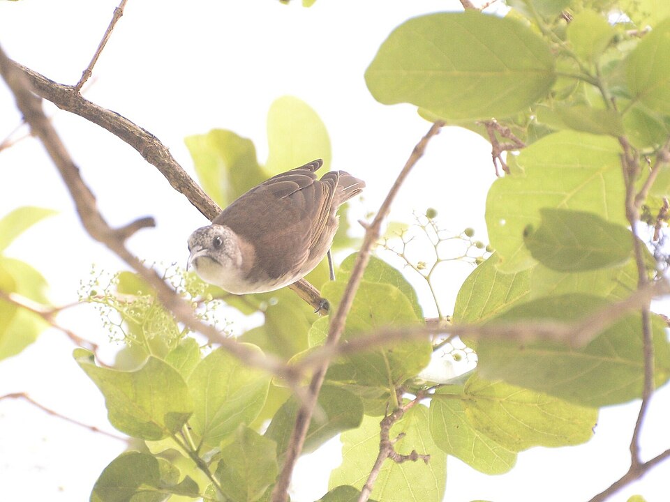 White-bellied Honeyeater