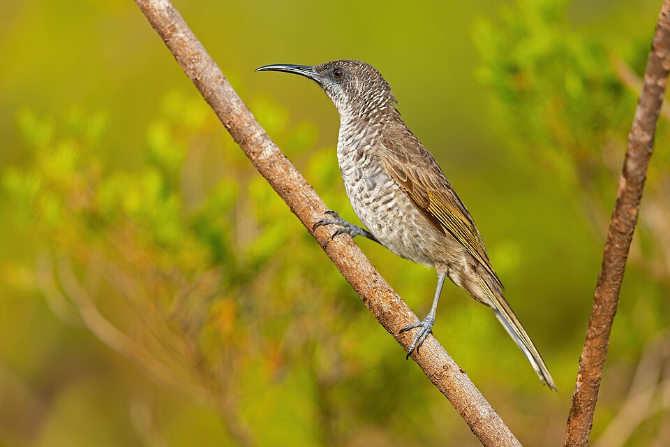 New Caledonian Honeyeater