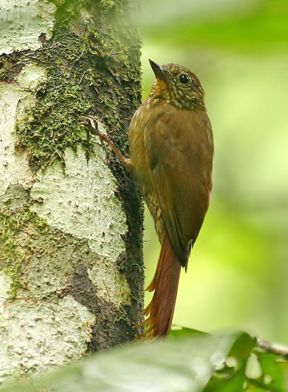 Wedge-billed Woodcreeper