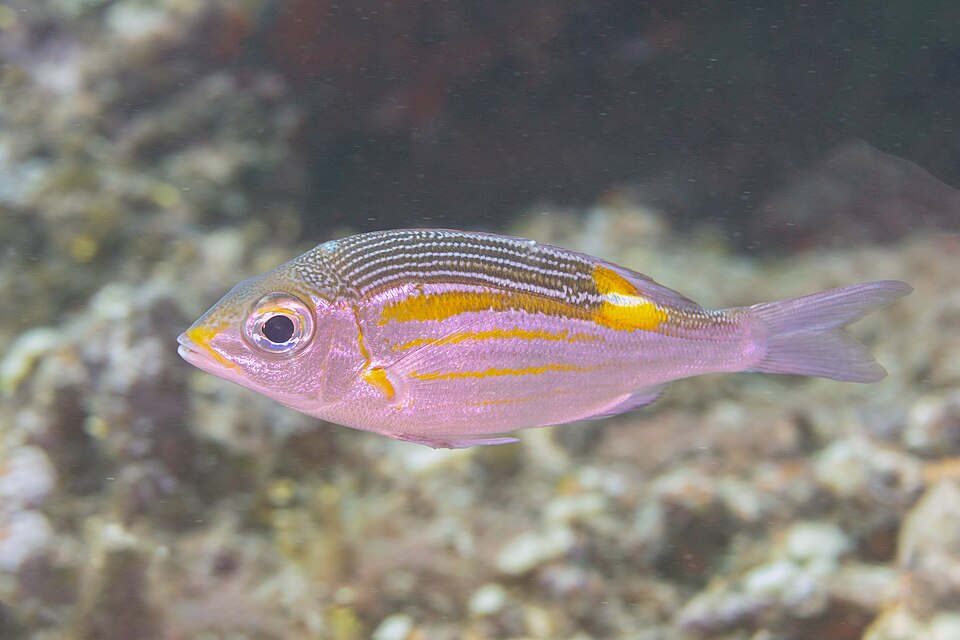 Goldlined Emperor