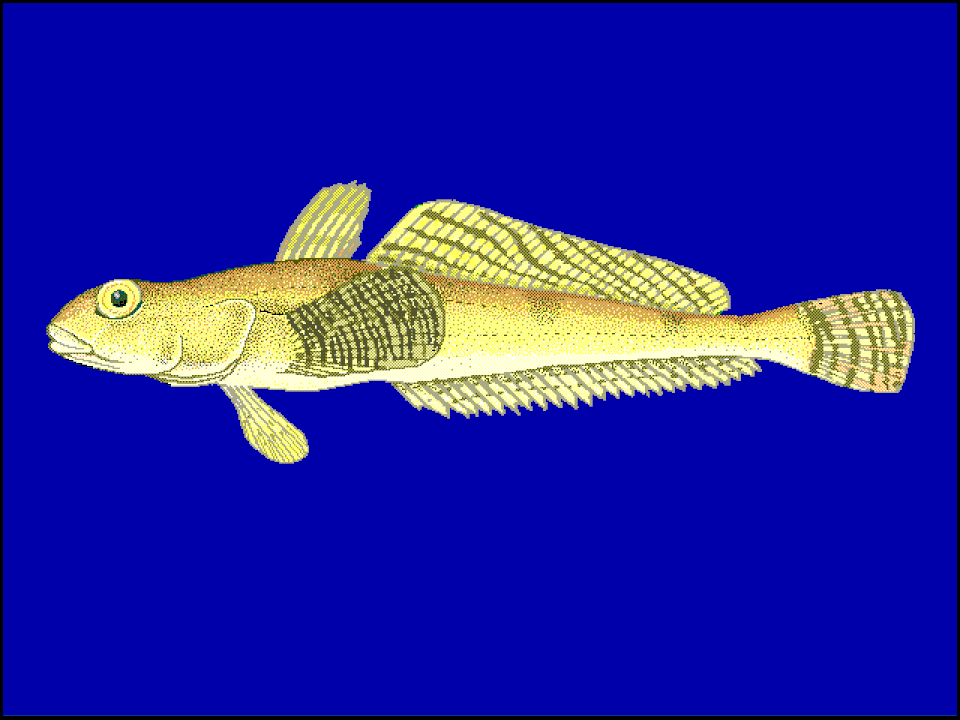 humped rockcod