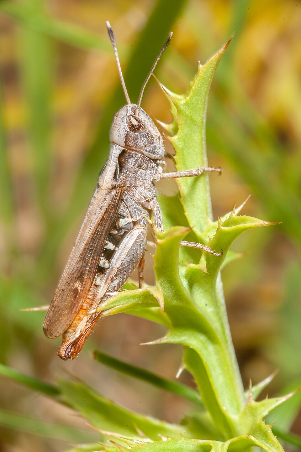 Rufous Grasshopper