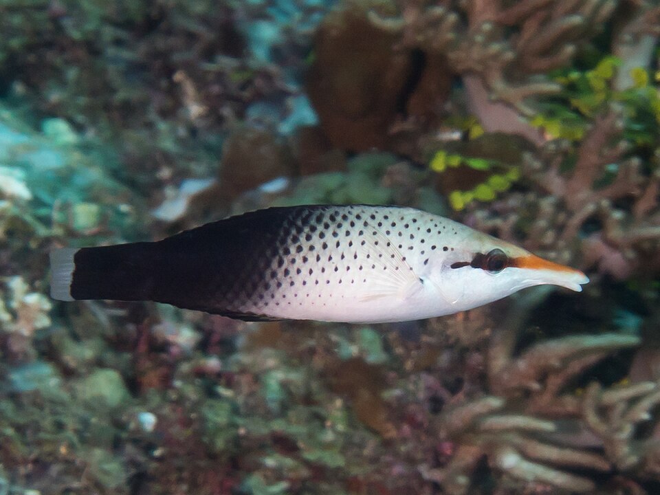 Bird wrasse