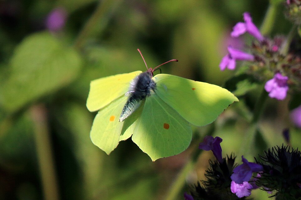 Brimstone