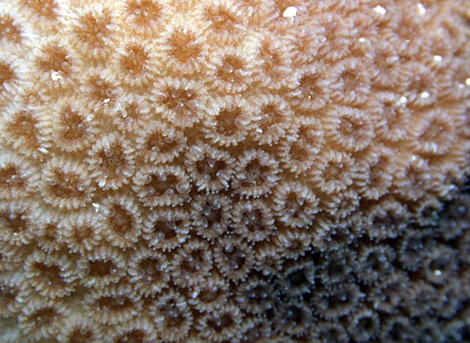 knob coral