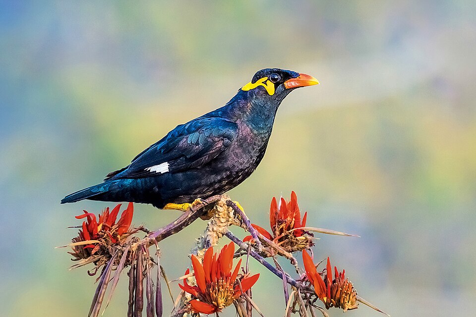 Common Hill Myna