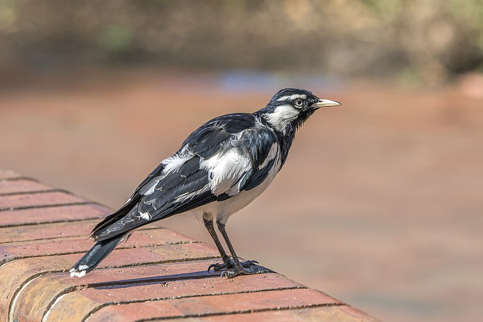 Magpie-lark