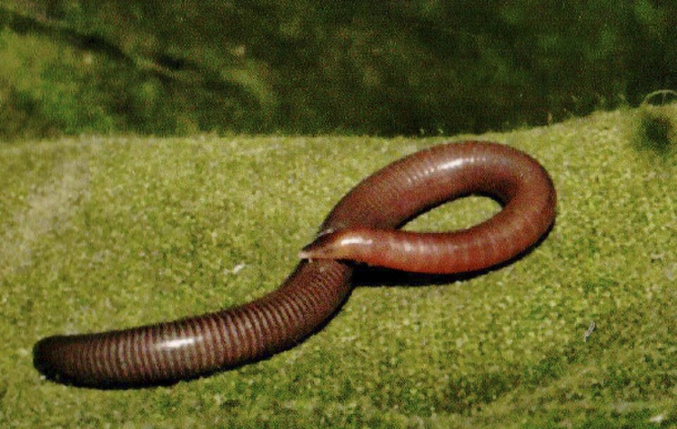 Grandisonia larvata