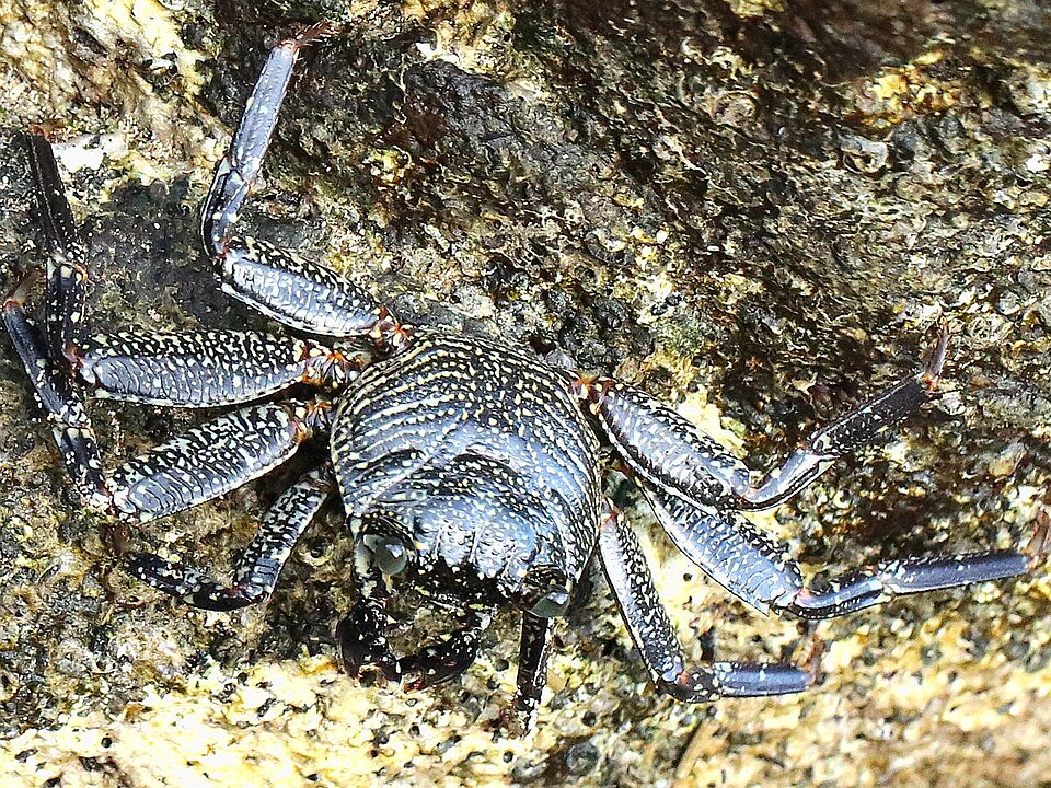 Natal lightfoot crab
