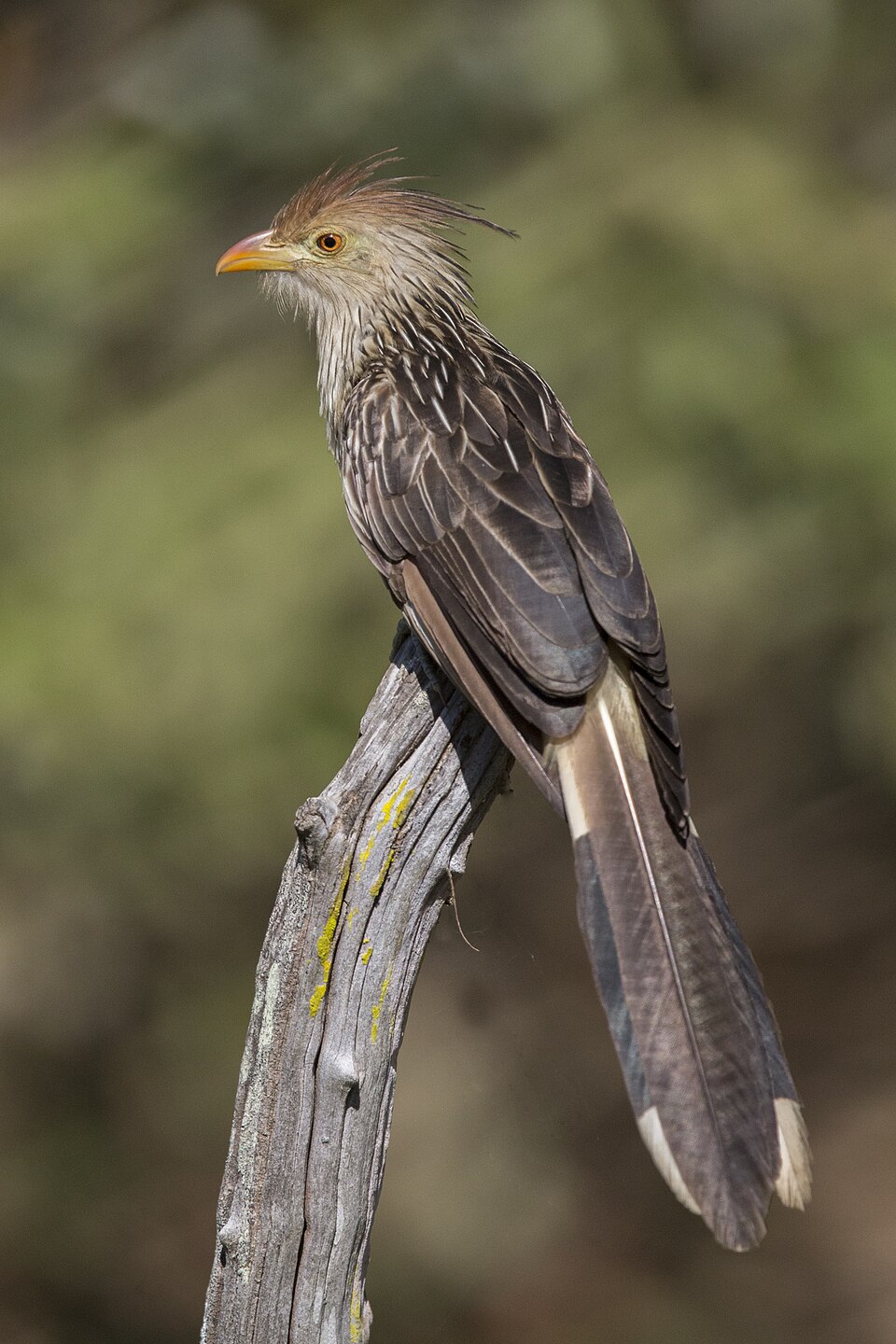 Guira Cuckoo