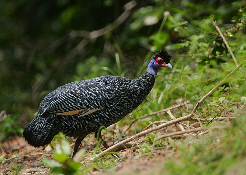 Crested Guineafowl