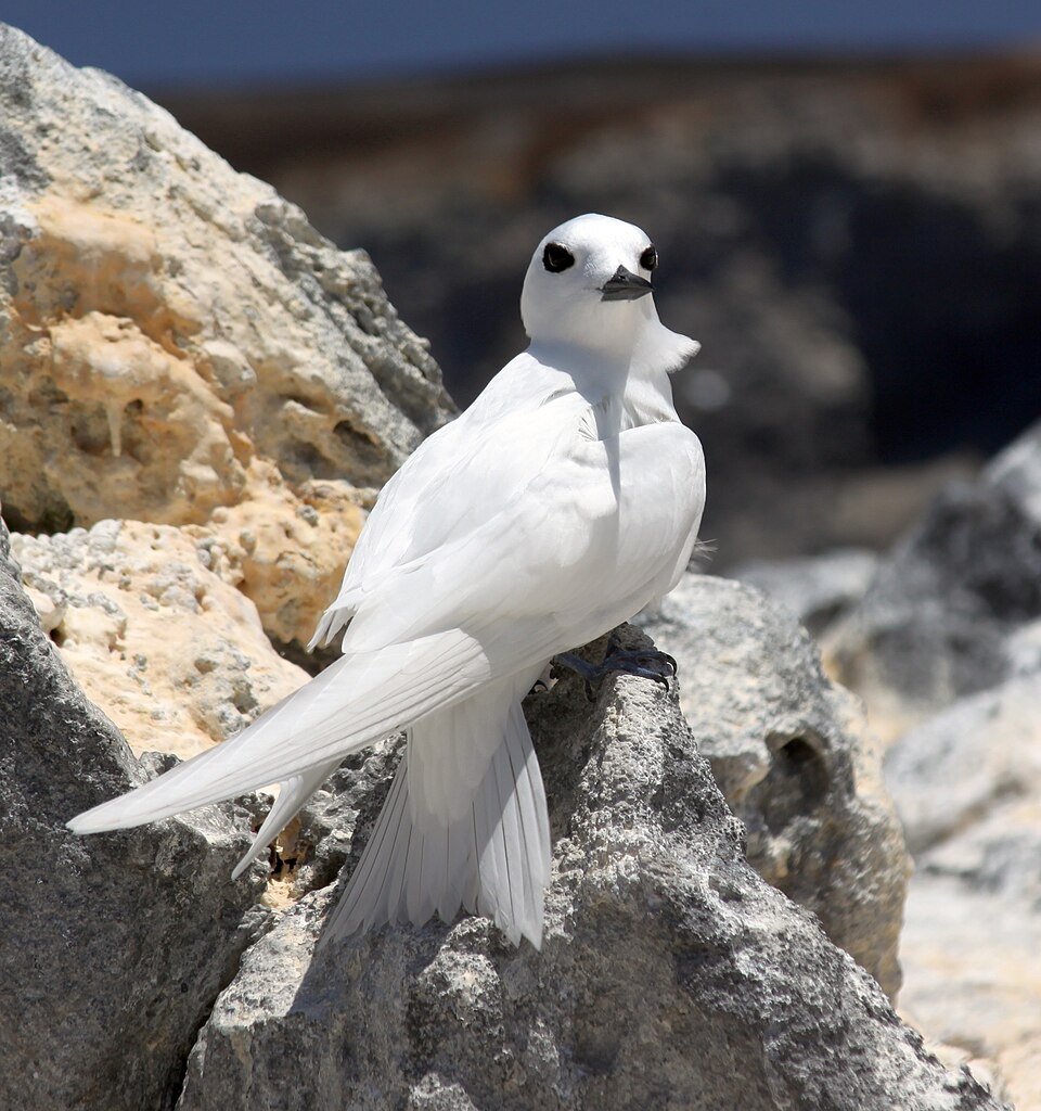 White Tern