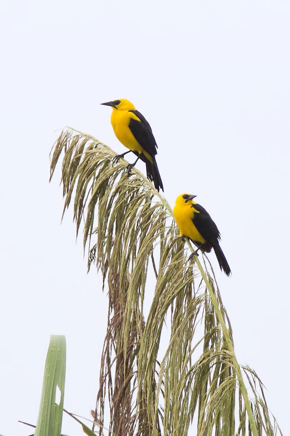 Oriole Blackbird