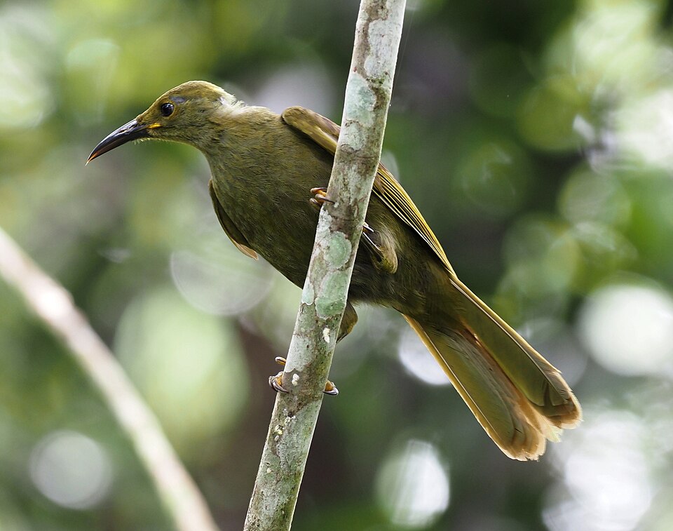 Duetting Giant-Honeyeater
