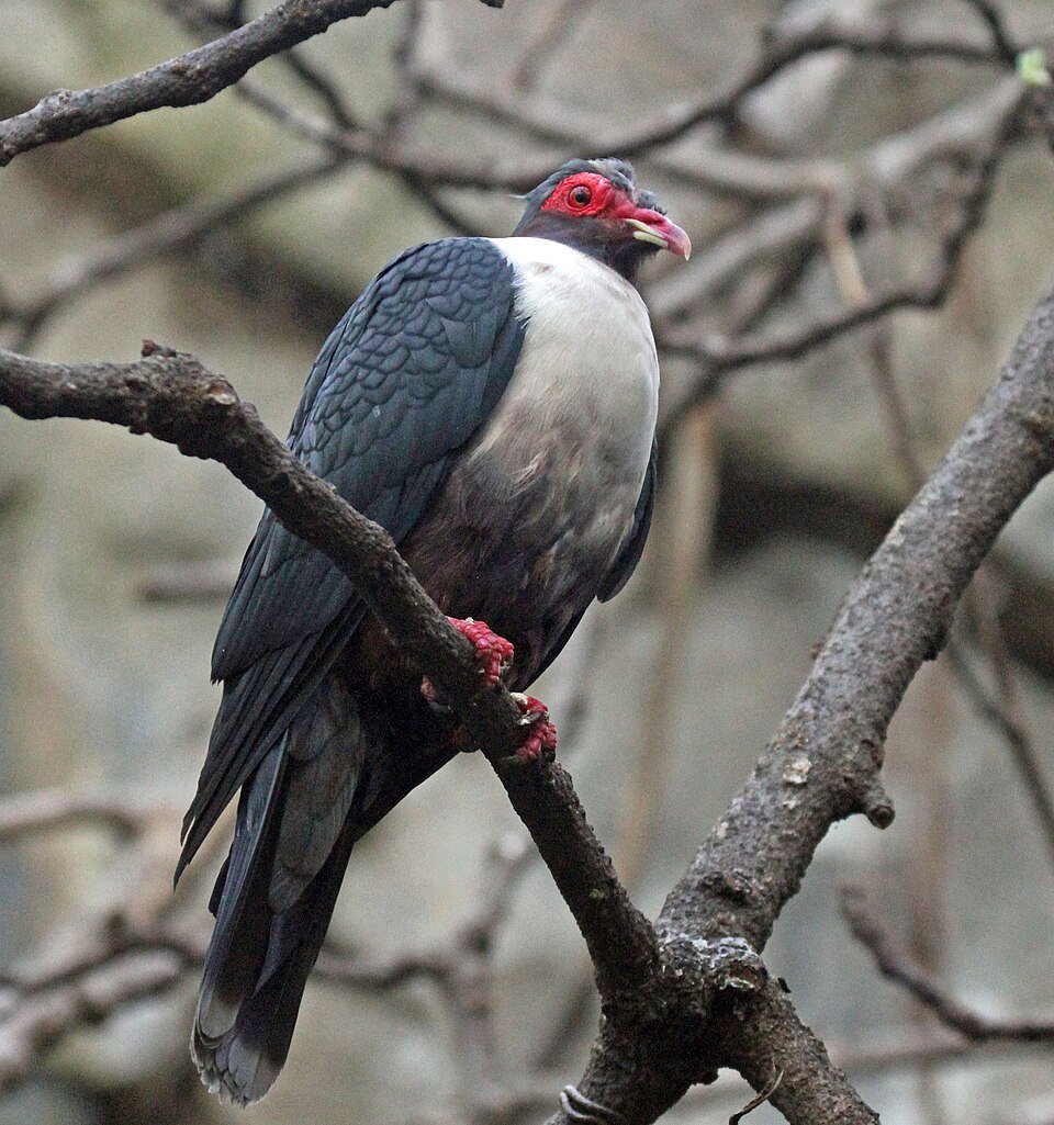 Papuan Mountain-Pigeon