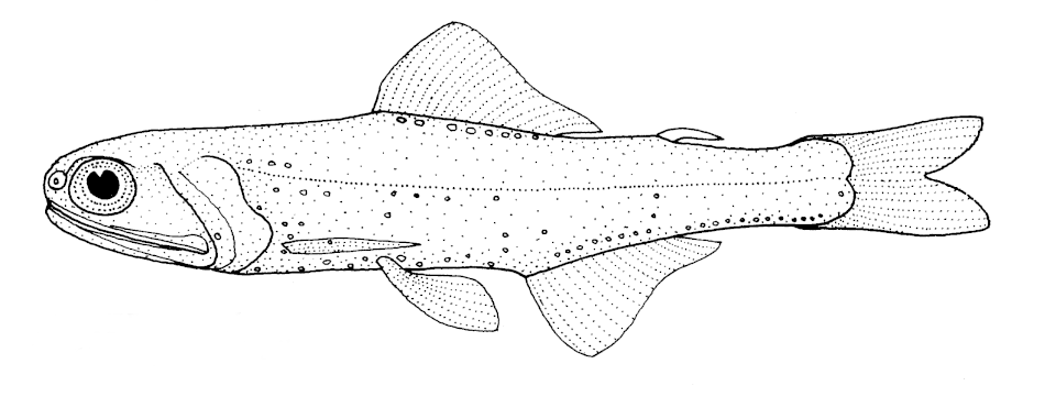 Nichol's lanternfish
