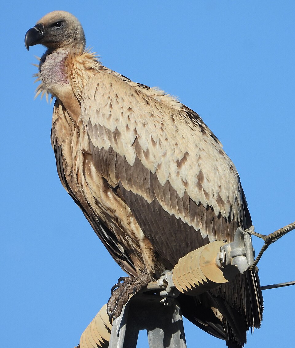 Cape Griffon