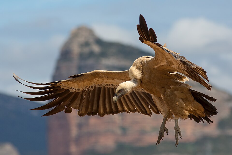 Eurasian Griffon