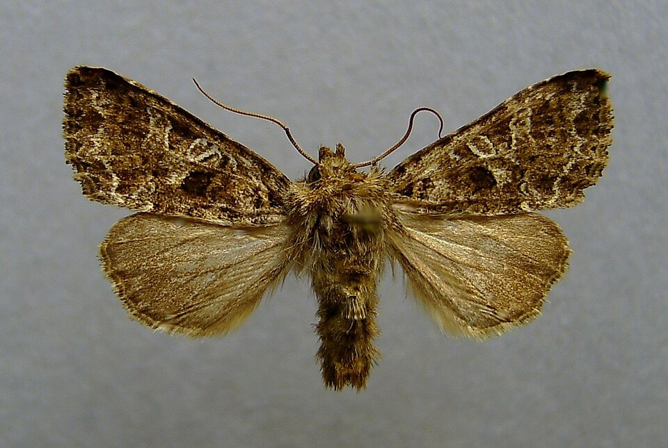 Lychnis