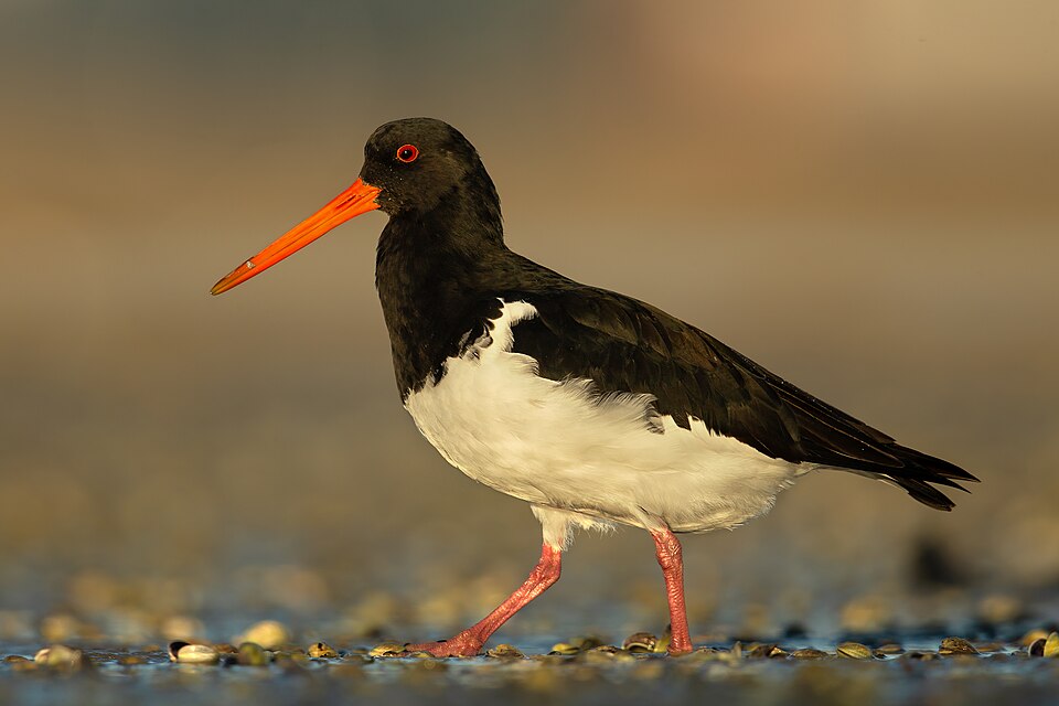 South Island Oystercatcher