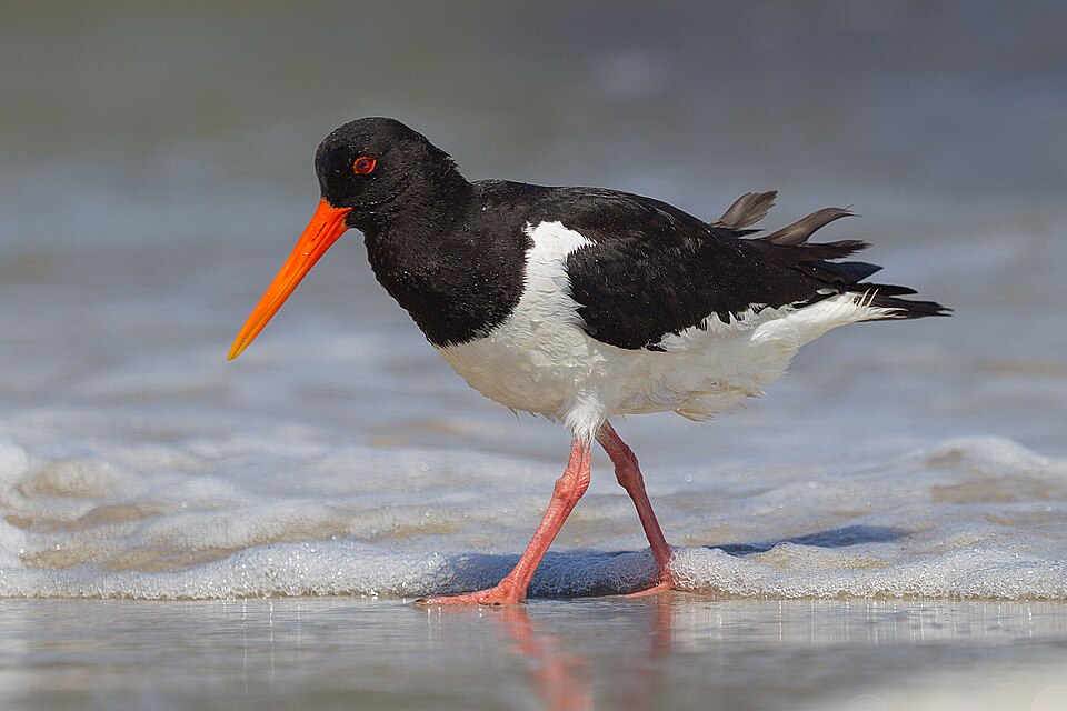 Eurasian Oystercatcher