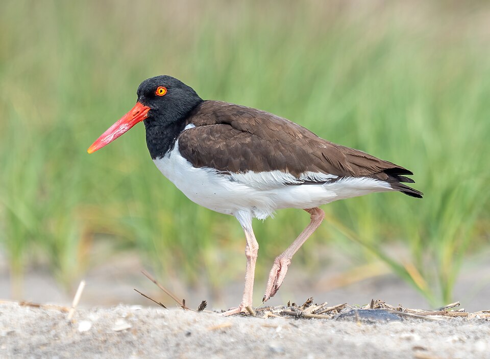 American Oystercatcher
