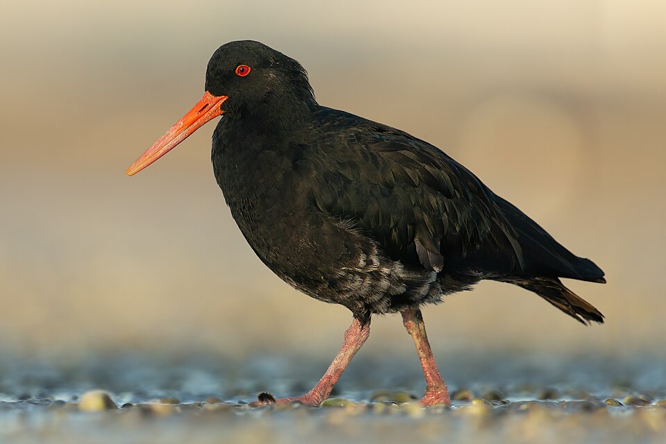 Variable Oystercatcher
