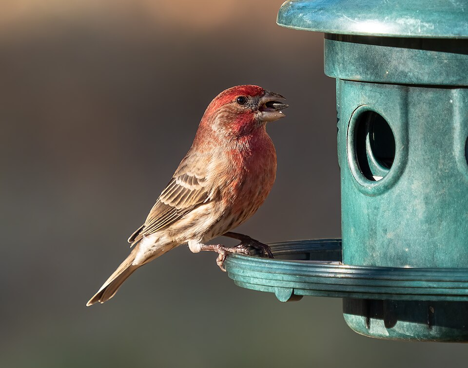 House Finch