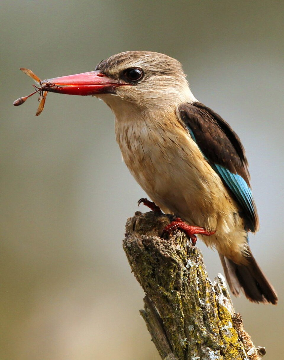 Brown-hooded Kingfisher