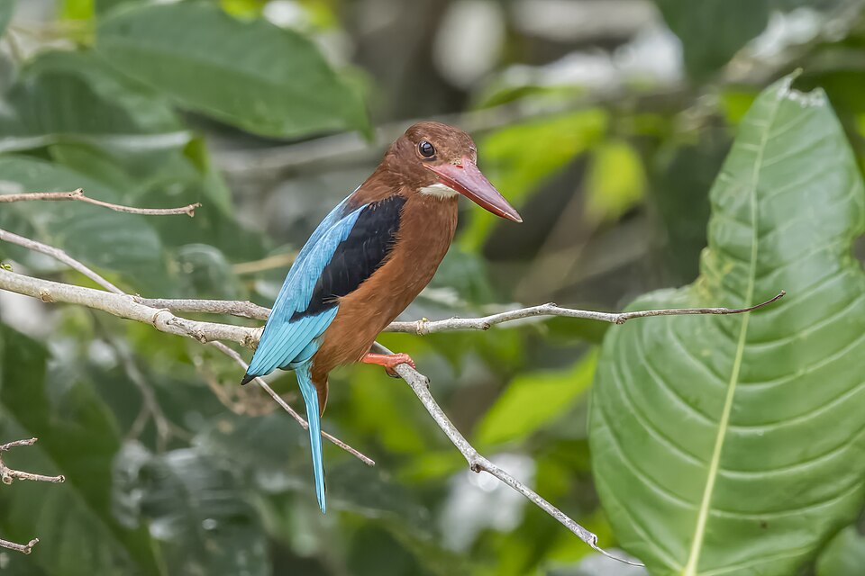 Brown-breasted Kingfisher