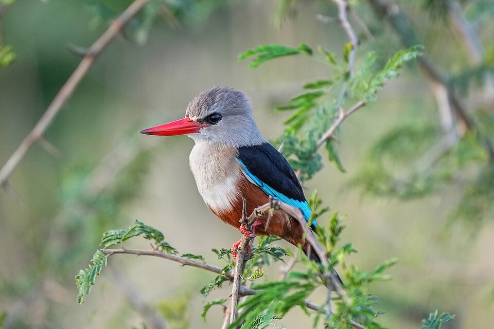 Gray-headed Kingfisher