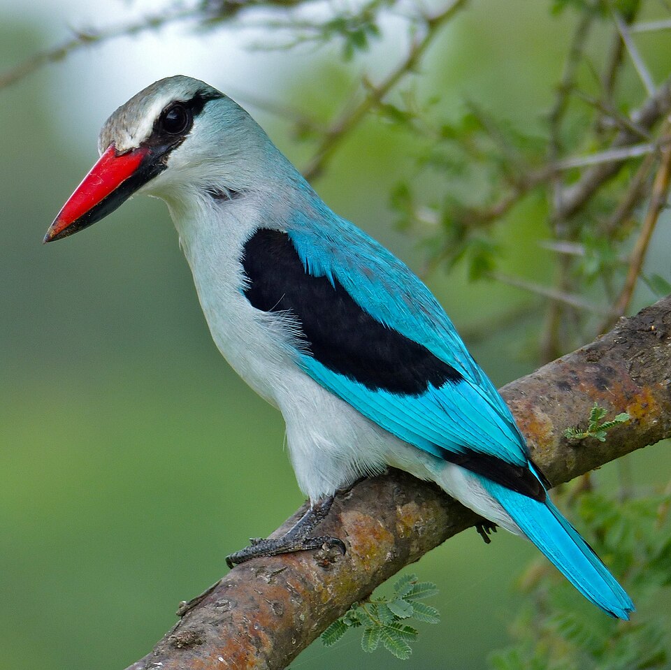 Woodland Kingfisher