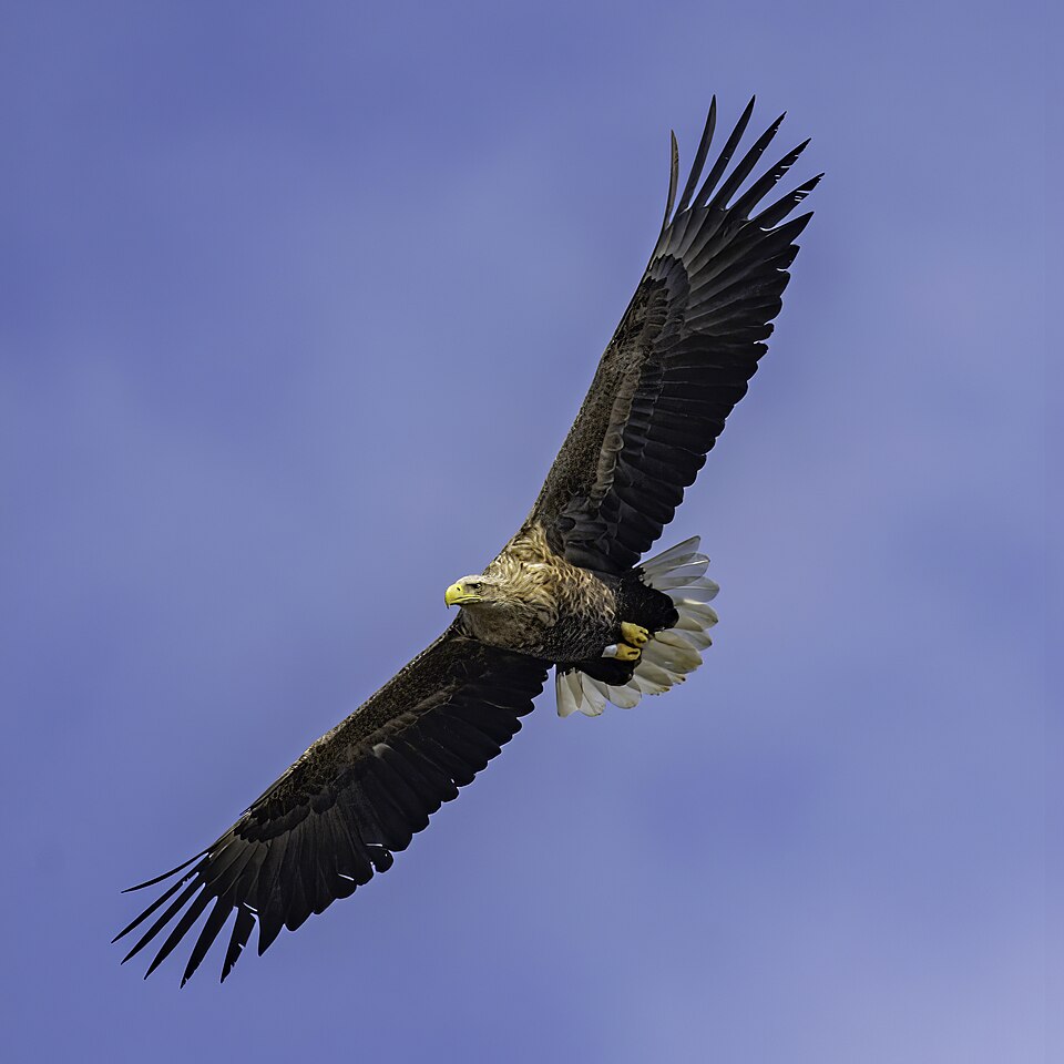 White-tailed Eagle