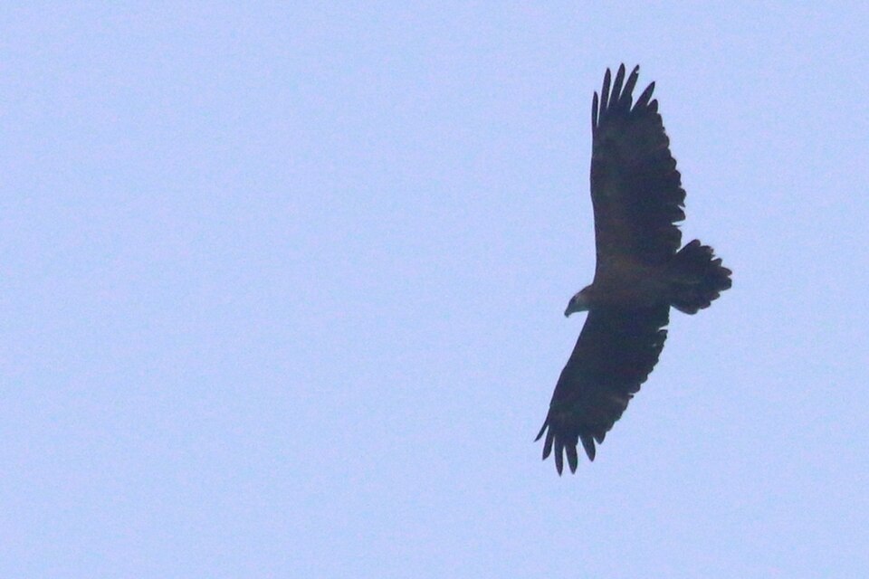 Sanford's Sea-Eagle
