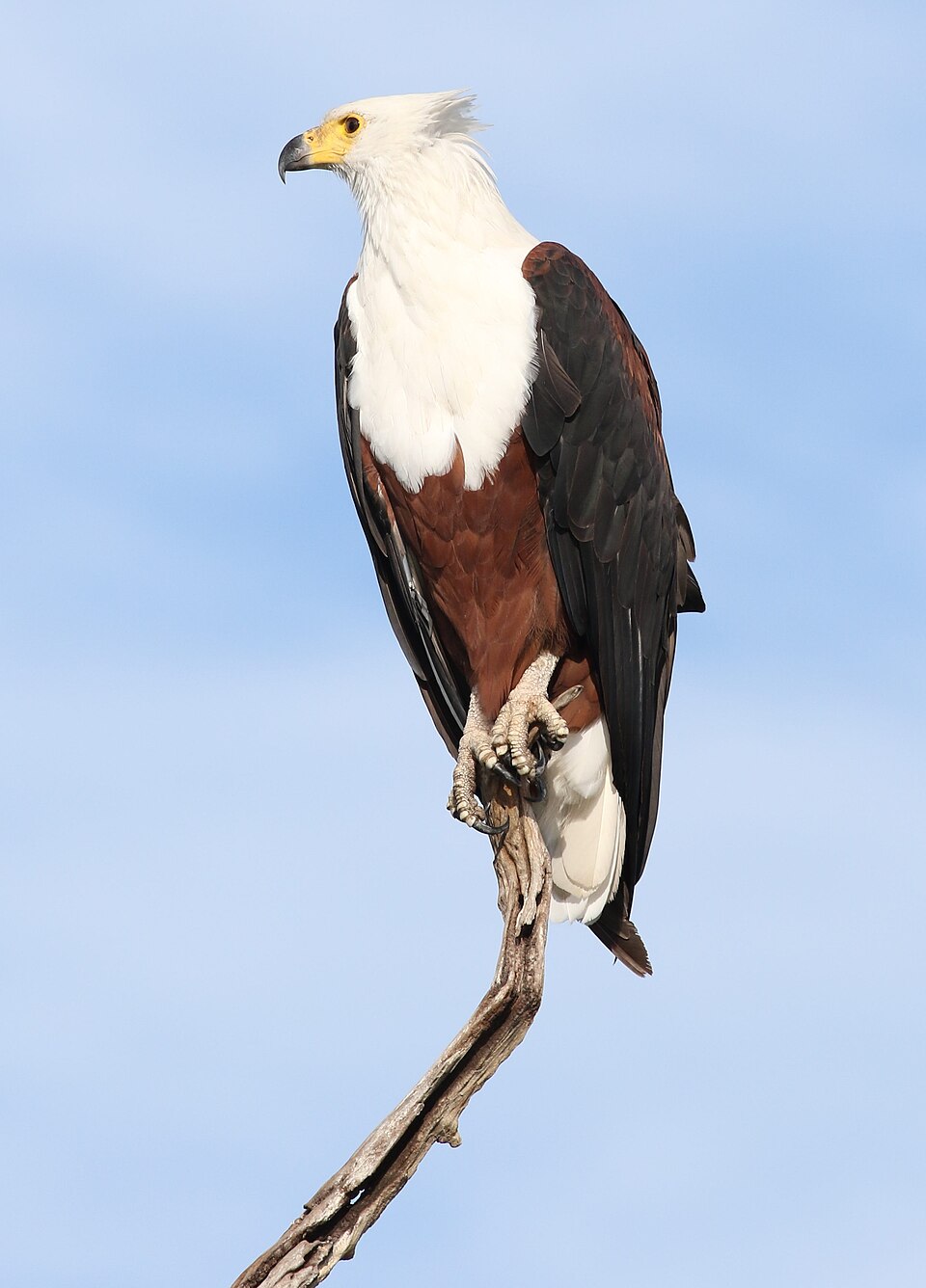 African Fish-Eagle