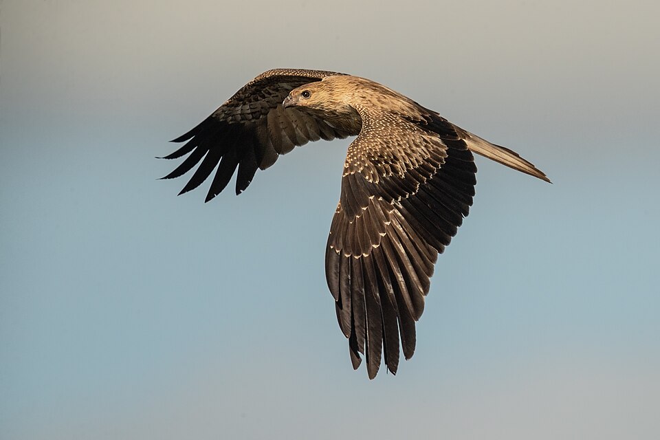 Whistling Kite