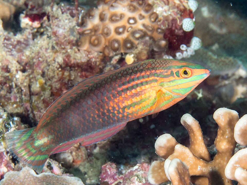 Biocellate wrasse