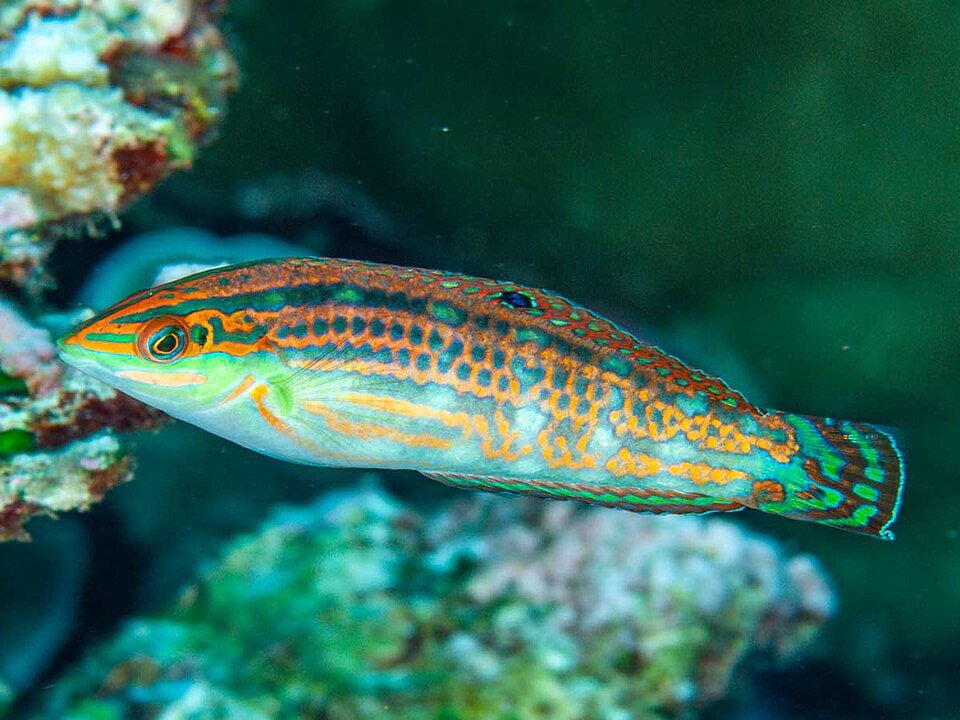 Claudia's Wrasse