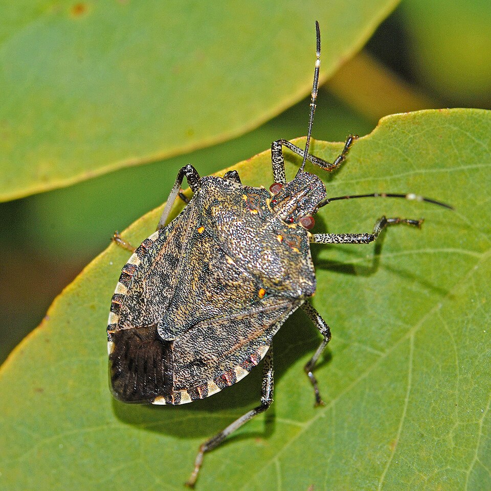 Marmorated brown stink bug