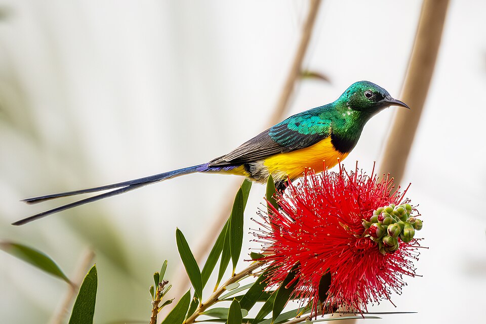 Nile Valley Sunbird