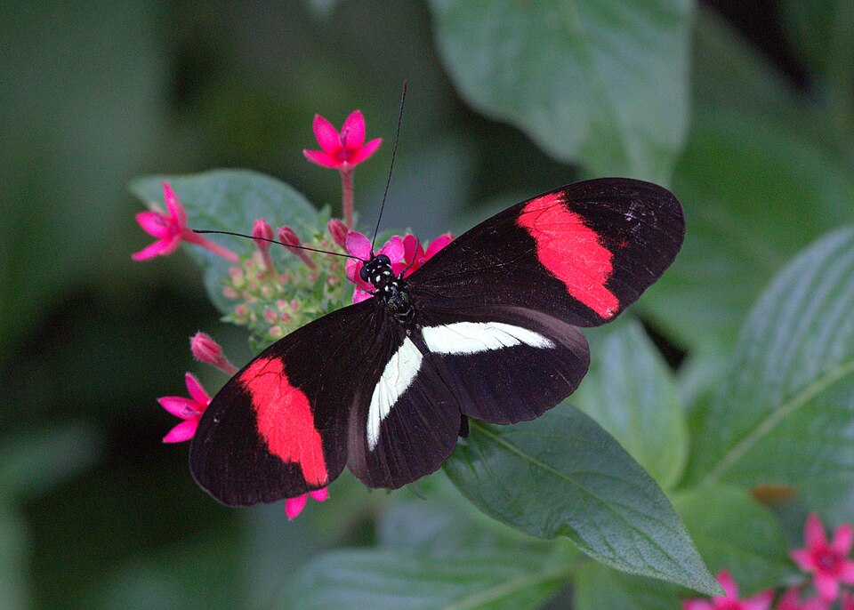 Erato Heliconian