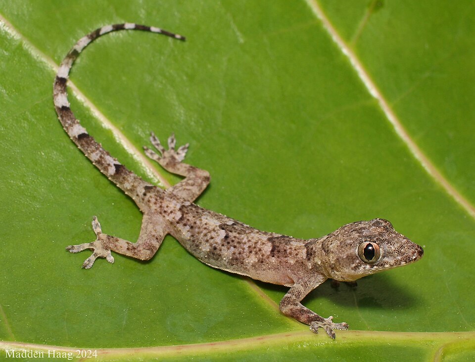 Cosmopolitan House Gecko