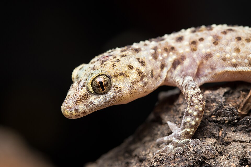 Turkish Gecko