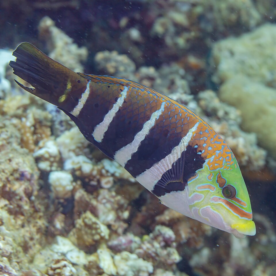 Barred thicklip