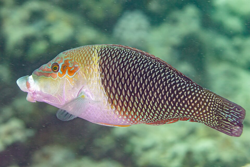 Blackeye thicklip