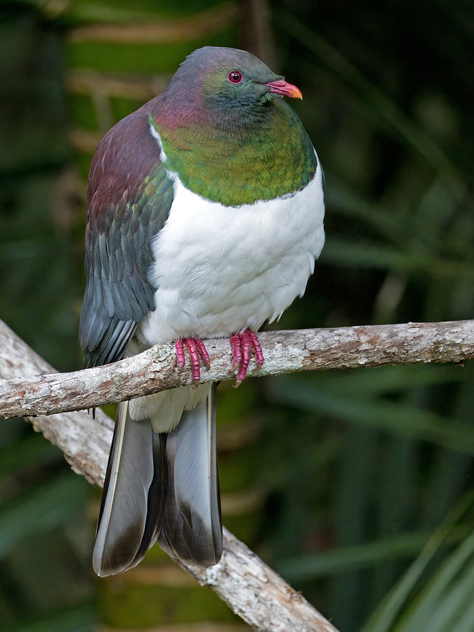 New Zealand Pigeon