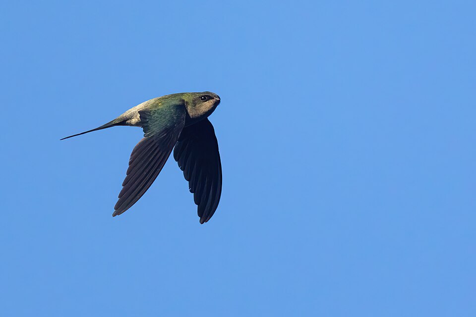 Gray-rumped Treeswift