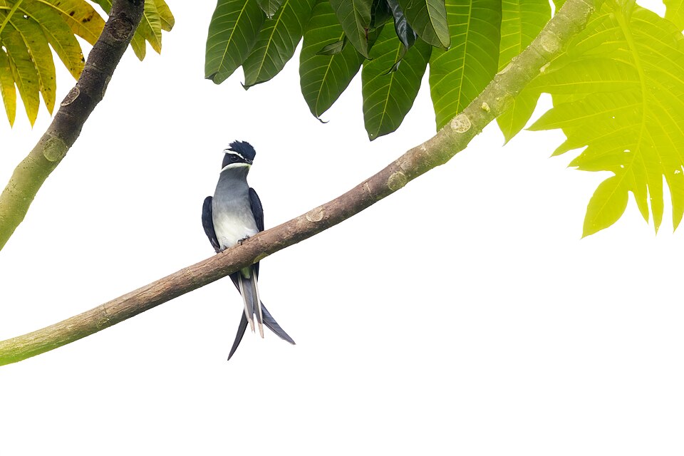 Moustached Treeswift
