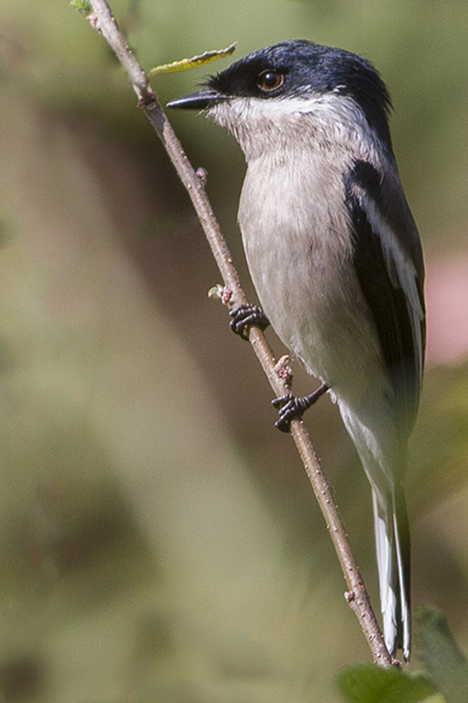 Bar-winged Flycatcher-shrike