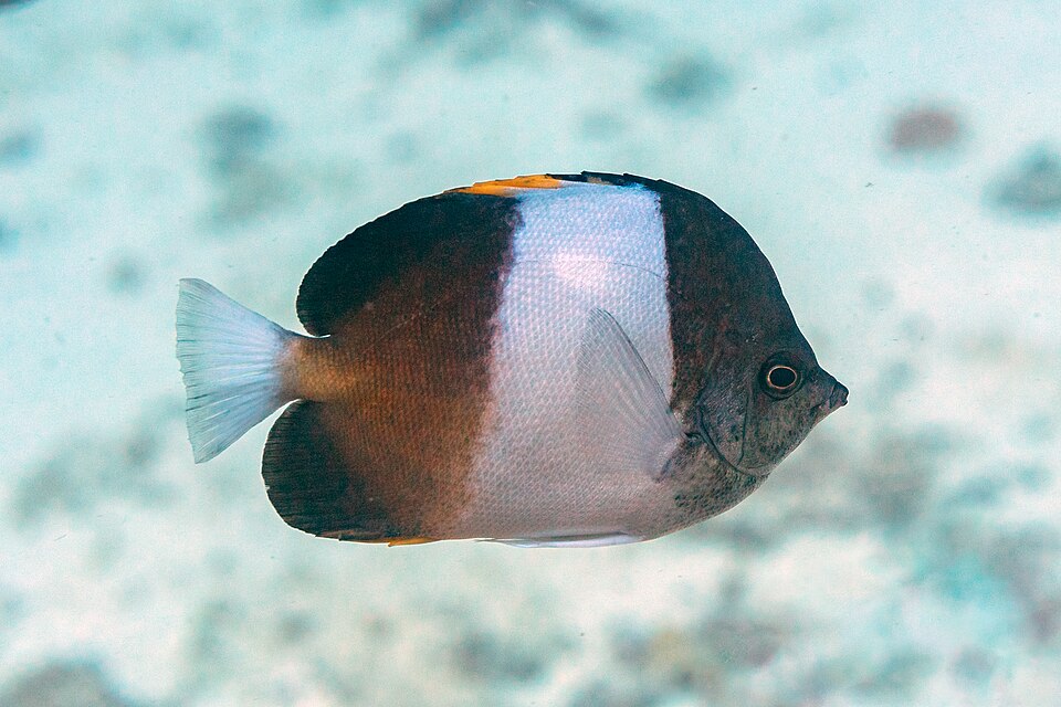 Brushtooth Butterflyfish